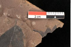Foto (Detailsansicht) von Planera ungeri Ettingshausen (NHMW-GEO-2024-0188-1000)